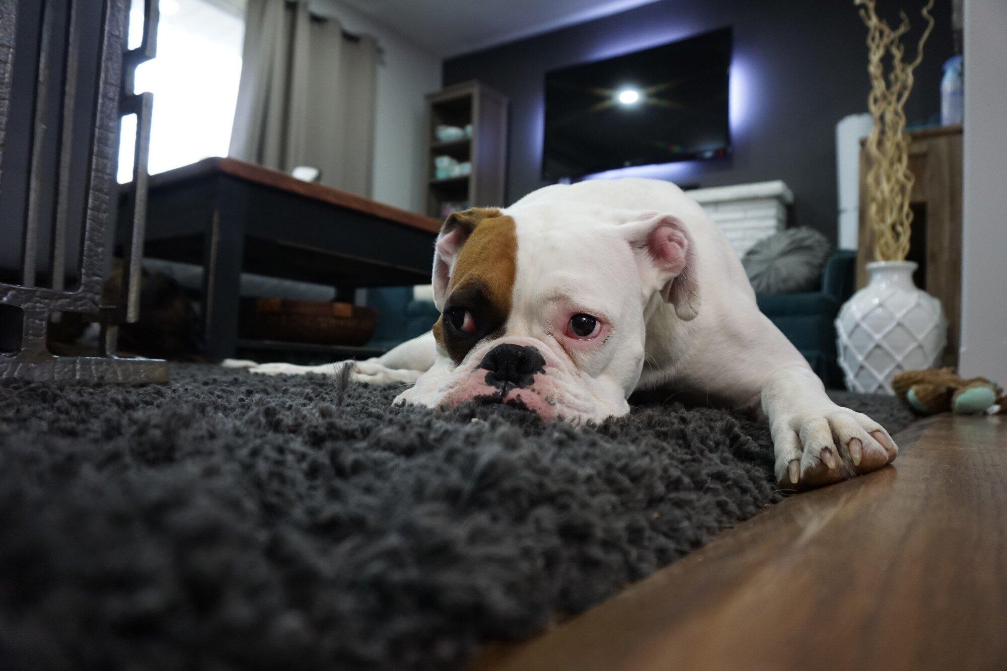 Pros and Cons of Allowing Pets in Your Rental Property in San Diego County